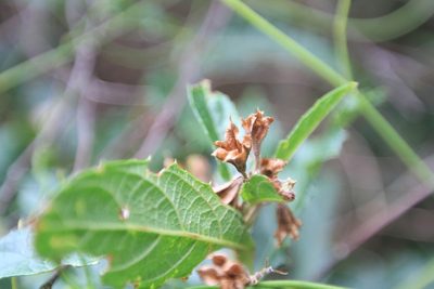 Ovieda spinosa, photographed by Brian Oakes Haiti Hunter