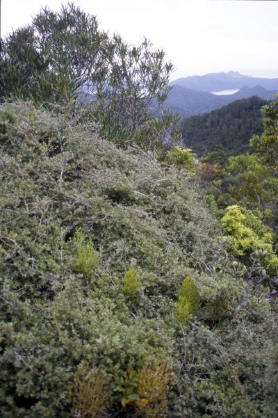 Kunzea sinclairii, photographed by Peter de Lange