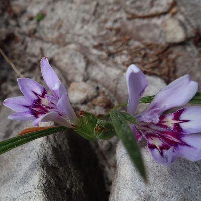 Babiana ambigua, photographed by Diana Studer