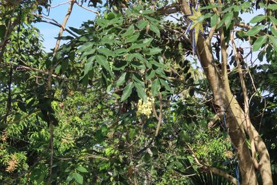 Cassia fistula, photographed by Navaneeth Sini George