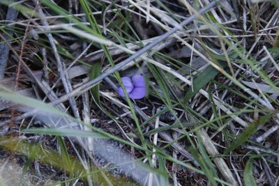 Psoralea laxa, photographed by Tony Rebelo