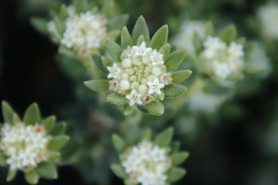 Phylica dioica, photographed by Tony Rebelo