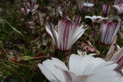 Dimorphotheca pluvialis, photographed by Diana Studer
