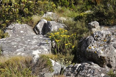 Senecio rigidus, photographed by Tony Rebelo