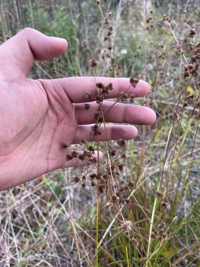 Juncus scirpoides, photographed by Brandon Corder