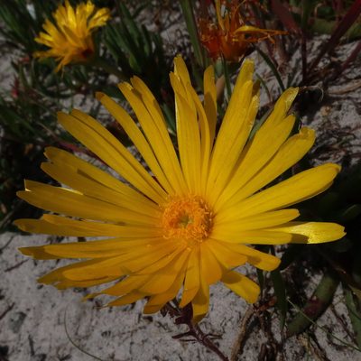 Jordaaniella dubia, photographed by Diana Studer