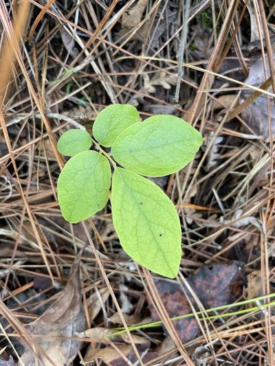 Gaylussacia tomentosa, photographed by Brandon Corder