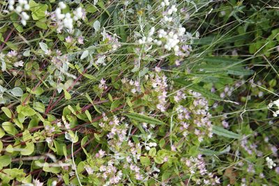 Crassula pellucida, photographed by Tony Rebelo