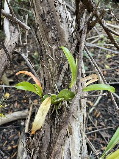Prosthechea boothiana, photographed by Brandon Corder