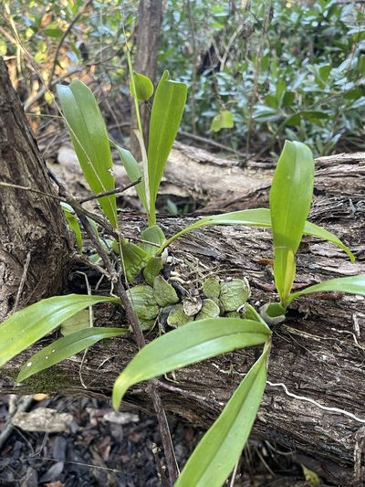 Prosthechea boothiana, photographed by Brandon Corder