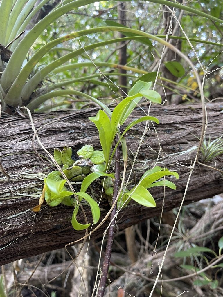 Prosthechea boothiana, photographed by Brandon Corder