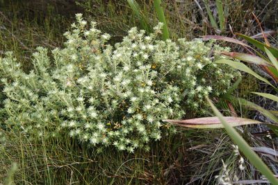 Phylica dioica, photographed by Tony Rebelo