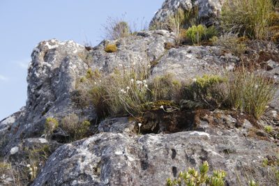 Edmondia pinifolia, photographed by Tony Rebelo