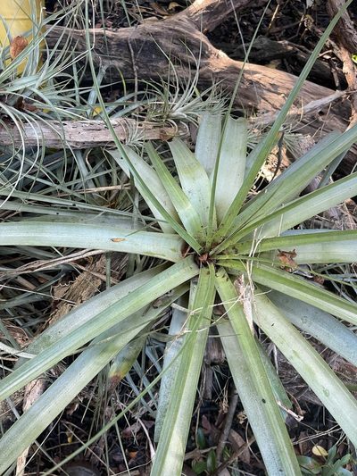 Tillandsia variabilis, photographed by Brandon Corder