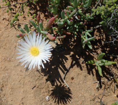 Lampranthus watermeyeri, photographed by Peter Warren