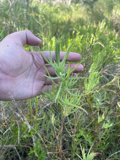 Suaeda linearis, photographed by Brandon Corder