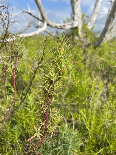 Suaeda linearis, photographed by Brandon Corder
