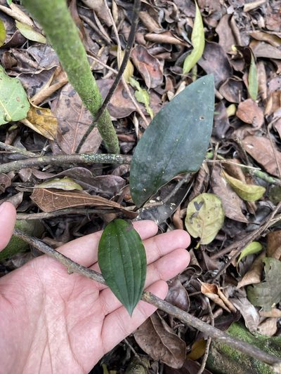 Eltroplectris calcarata, photographed by Brandon Corder