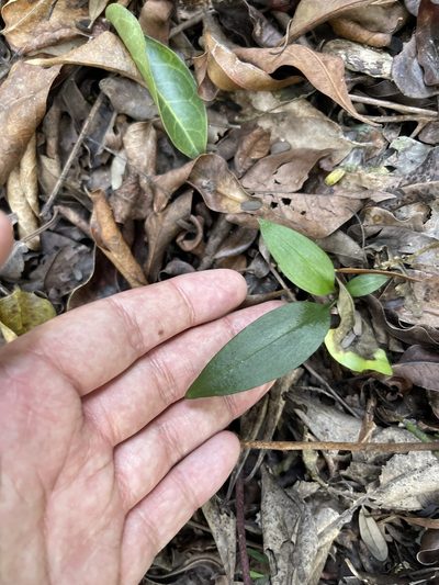 Eltroplectris calcarata, photographed by Brandon Corder