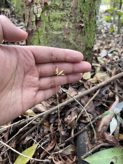 Voyria parasitica, photographed by Brandon Corder