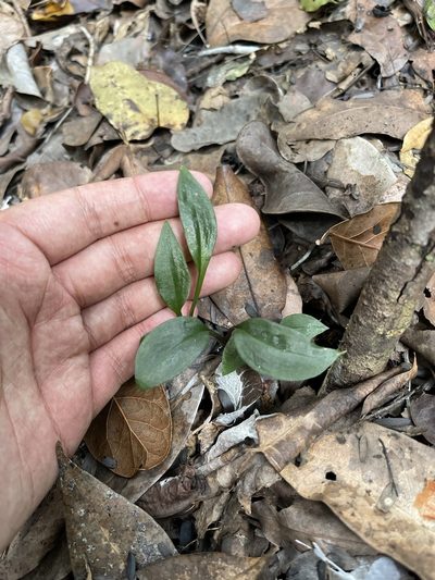 Eltroplectris calcarata, photographed by Brandon Corder