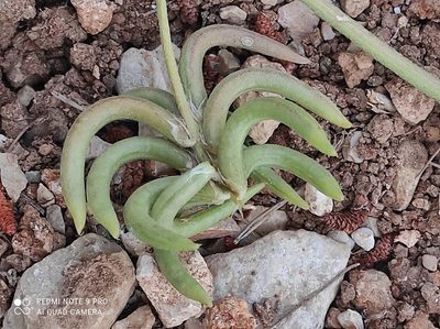 Astragalus hamosus, photographed by Flora_DUMO