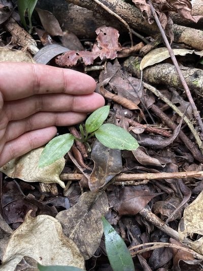 Beloglottis costaricensis, photographed by Brandon Corder