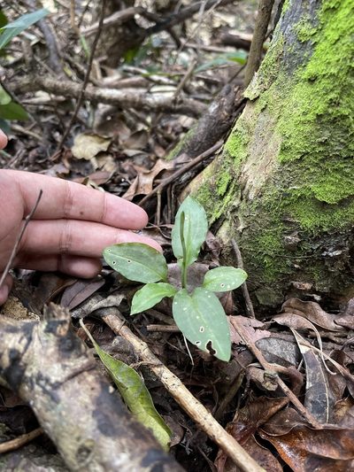 Beloglottis costaricensis, photographed by Brandon Corder
