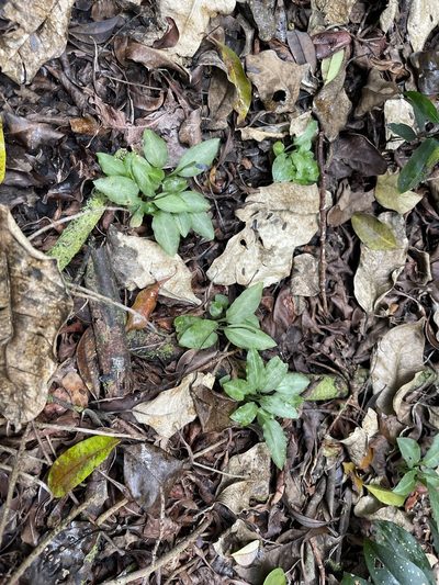 Beloglottis costaricensis, photographed by Brandon Corder