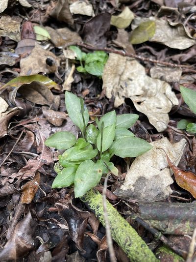 Beloglottis costaricensis, photographed by Brandon Corder