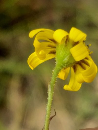 Osteospermum bolusii, photographed by kevin koen