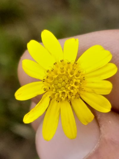 Osteospermum bolusii, photographed by kevin koen
