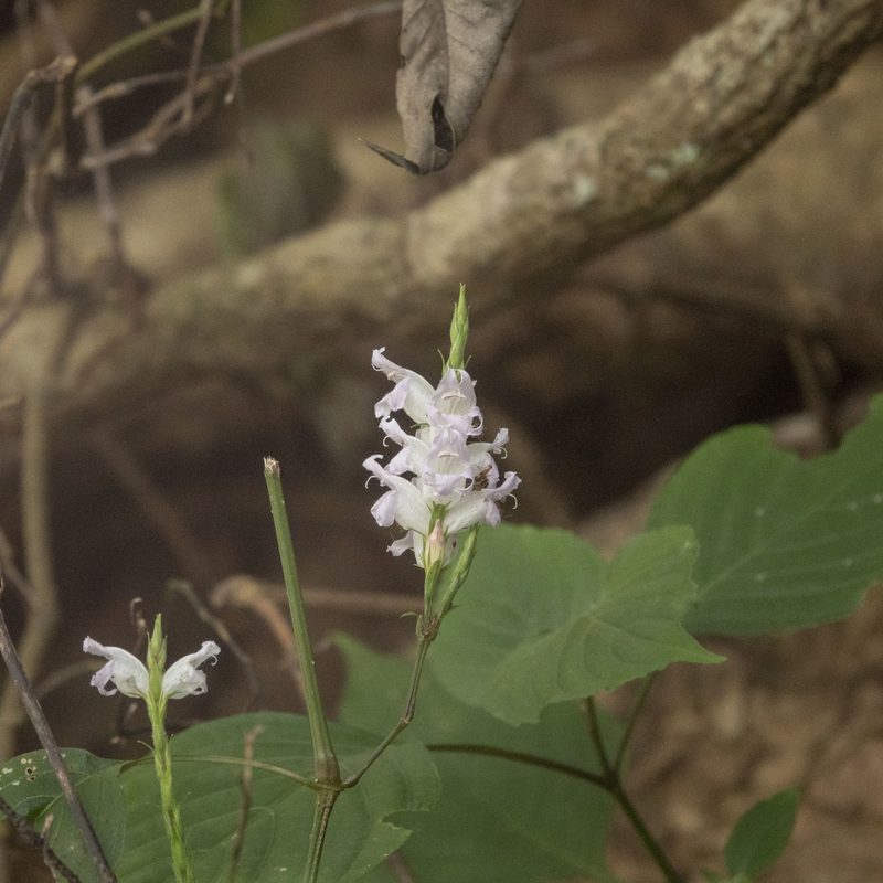 Strobilanthes consanguinea, photographed by Paulmathi Vinod