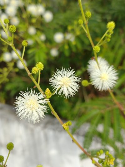 Mimosa bimucronata, photographed by Lucas Kaminski
