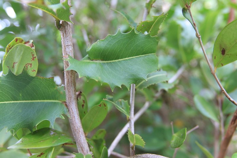 Ouratea ilicifolia, photographed by Brian Oakes Haiti Hunter