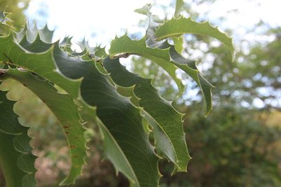 Ouratea ilicifolia, photographed by Brian Oakes Haiti Hunter