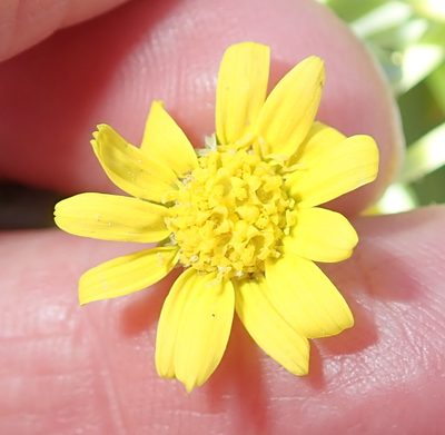 Othonna intermedia, photographed by Peter Warren