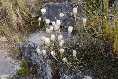 Edmondia pinifolia, photographed by Tony Rebelo