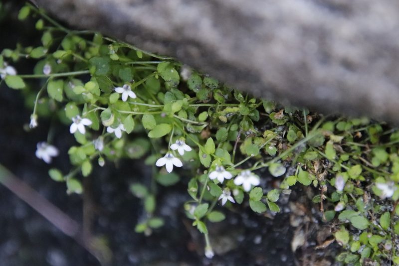 Unigenes humifusa, photographed by Tony Rebelo