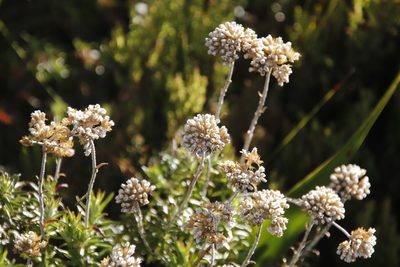 Anaxeton arborescens, photographed by Tony Rebelo