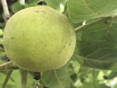 Juglans mollis, photographed by Adriana Nelly Correa Sandoval