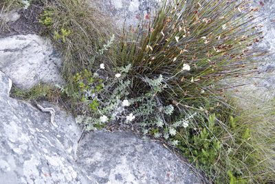Anaxeton arborescens, photographed by Tony Rebelo