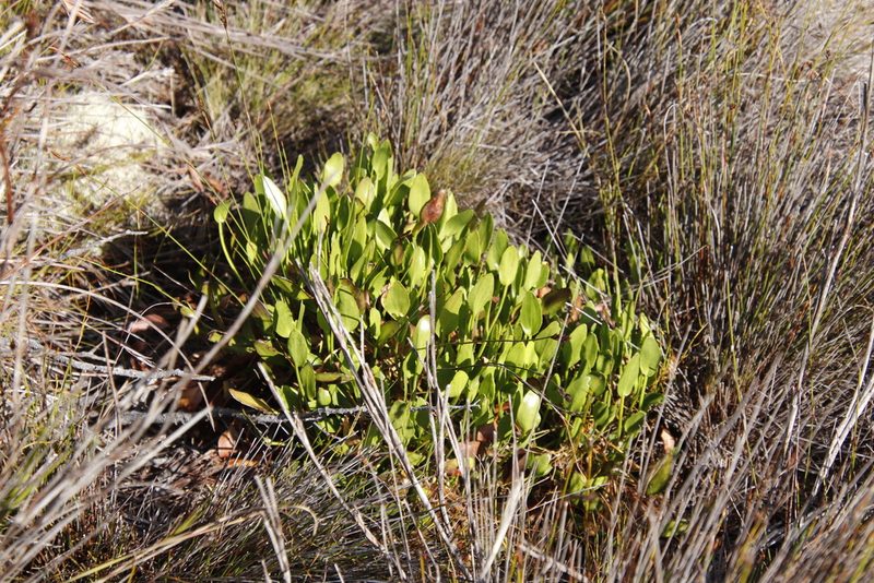 Villarsia manningiana, photographed by Tony Rebelo