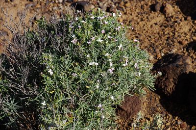 Parolinia intermedia, photographed by gwynmwilliams