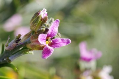 Parolinia intermedia, photographed by gwynmwilliams