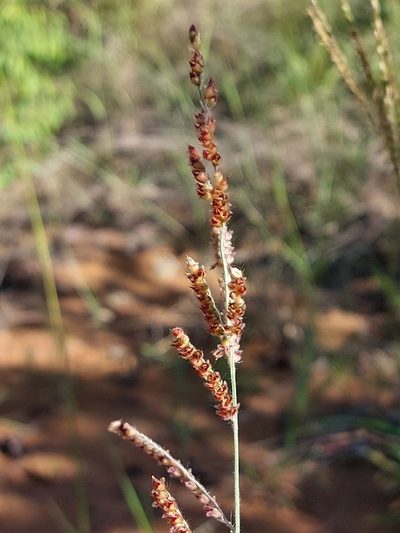 Urochloa serrata, photographed by Manuel R Popp