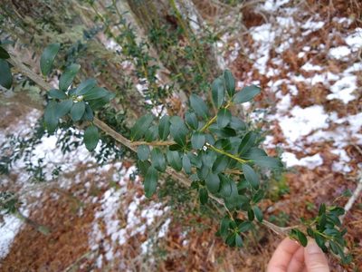 Ilex crenata, photographed by Quinn Shemet