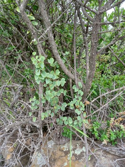 Dioscorea elephantipes, photographed by Christiaan Viljoen