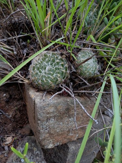 Haworthia bolusii, photographed by Christiaan Viljoen