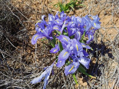 Iris planifolia, photographed by Thor-Rune Hansen